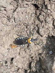 Pselliopus zebra