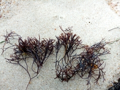 Furcellaria lumbricalis