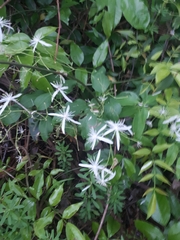 Clematis glycinoides