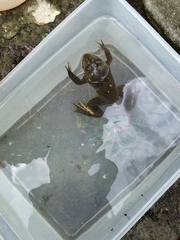 Hoplobatrachus chinensis