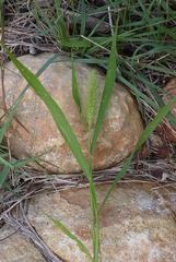 Setaria viridis