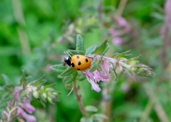 Coccinella septempunctata