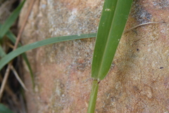 Setaria viridis