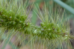 Setaria viridis