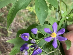 Solanum seaforthianum
