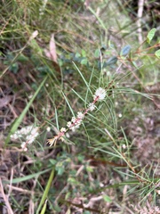 Hakea ulicina