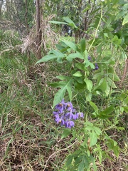 Solanum seaforthianum