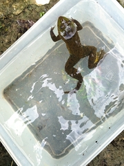 Hoplobatrachus chinensis