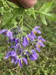 Solanum seaforthianum