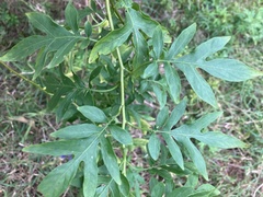 Solanum seaforthianum