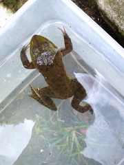 Hoplobatrachus chinensis