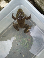 Hoplobatrachus chinensis