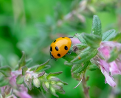 Coccinella septempunctata