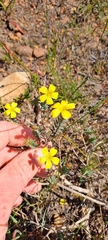 Linum africanum
