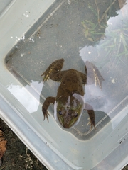 Hoplobatrachus chinensis