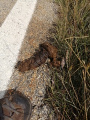 Canis lupus italicus