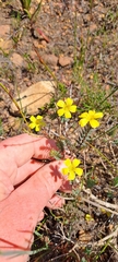 Linum africanum
