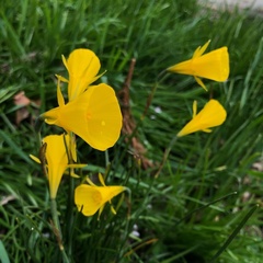 Narcissus bulbocodium