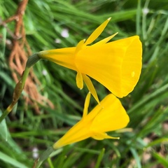 Narcissus bulbocodium