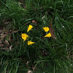 Narcissus bulbocodium