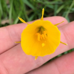 Narcissus bulbocodium