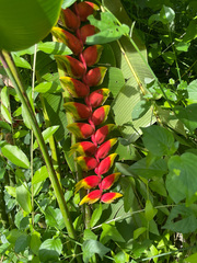 Heliconia rostrata