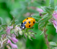Coccinella septempunctata