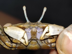 Macrophthalmus banzai