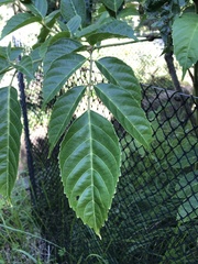 Leea guineensis