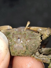 Macrophthalmus banzai
