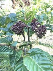 Leea guineensis