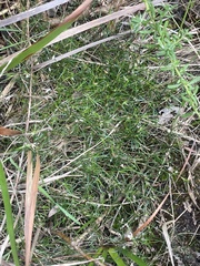 Laxmannia orientalis