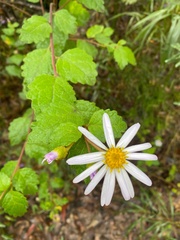 Olearia tomentosa