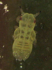 Cryptoneossa triangula