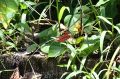 Neurothemis fulvia