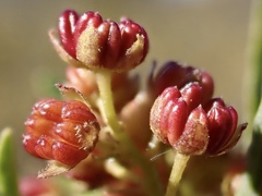Dodonaea viscosa angustissima