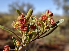 Dodonaea viscosa angustissima