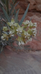 Asclepiadinae