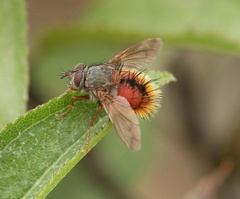 Tachininae