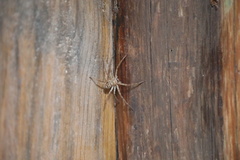 Heteropoda venatoria