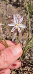 Trachyandra hirsutiflora
