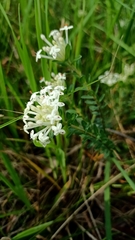 Pimelea humilis