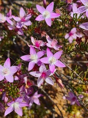 Calytrix
