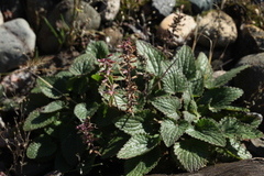 Dracocephalum thymiflorum