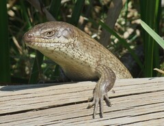Egernia kingii