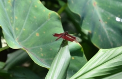 Neurothemis fulvia