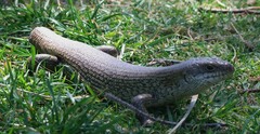 Egernia kingii