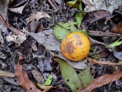 Siphonodon membranaceus