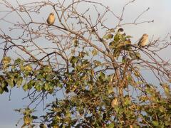 Coccothraustes coccothraustes