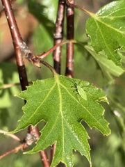 Macrosiphum euphorbiae